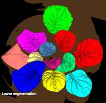 ../../../../产品技术/荧光技术/PSI/2016/PlantScreen/20160727/leaf%20segmentation.jpg